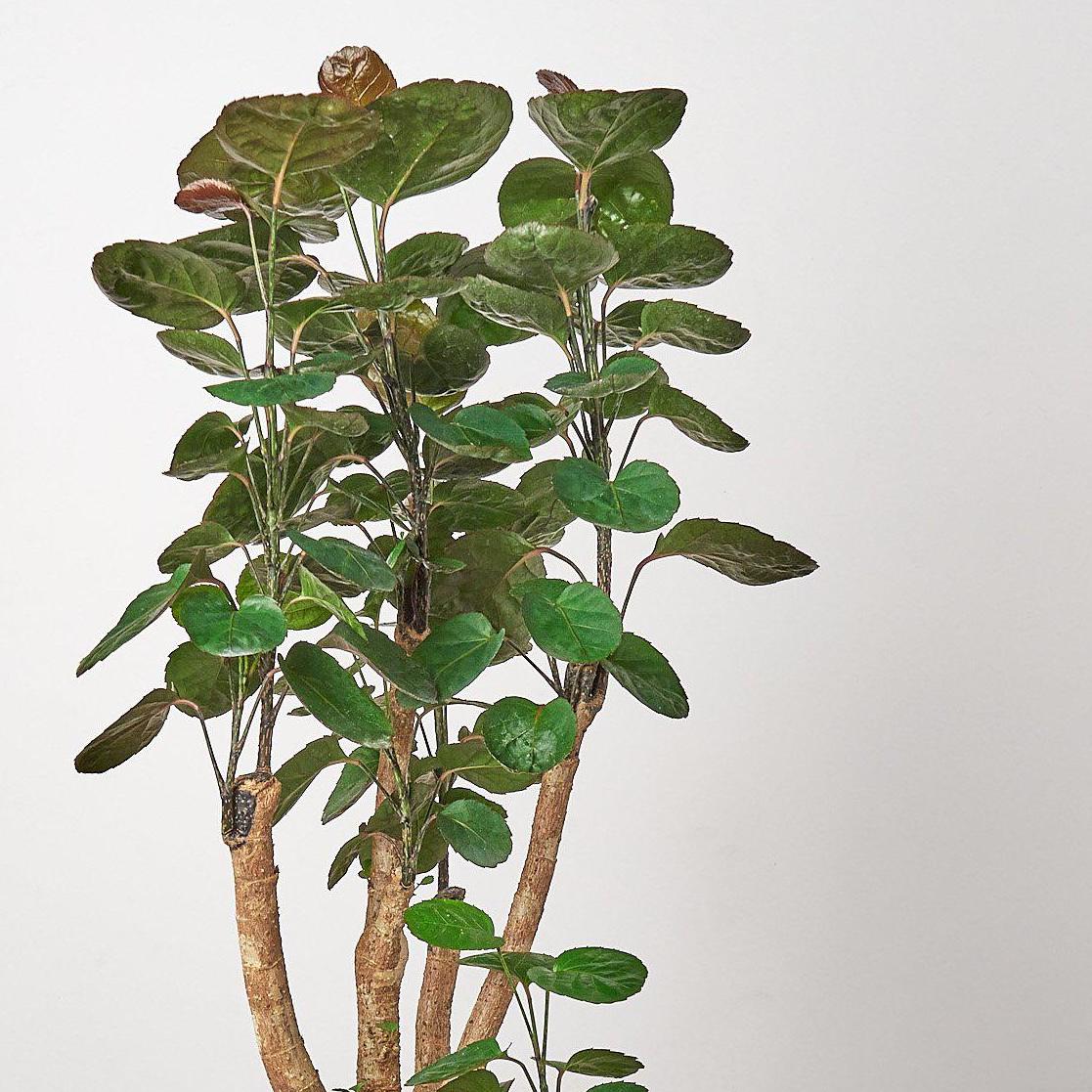 Aralia Fabian