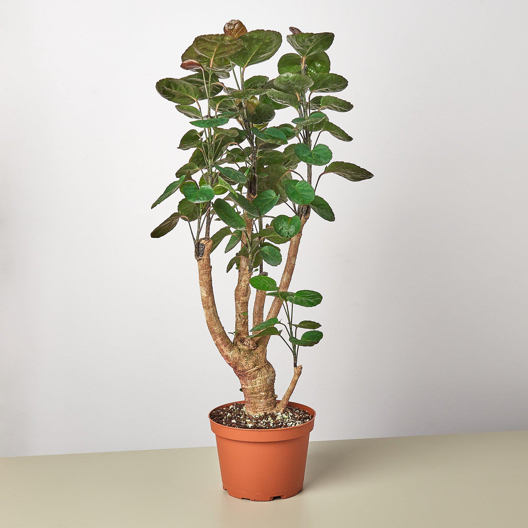 Aralia Fabian