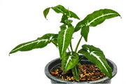 Syngonium 'Black Velvet' Arrowhead Vine