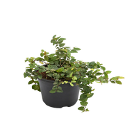 Creeping Fig (Ficus repens)