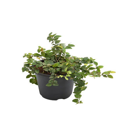 Creeping Fig (Ficus repens)