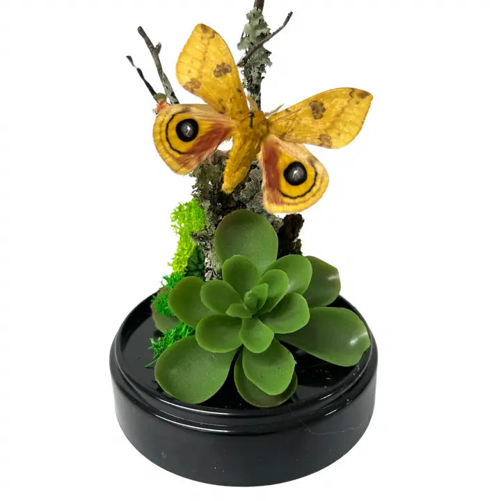 6X4 Inch Butterfly Dome Diorama