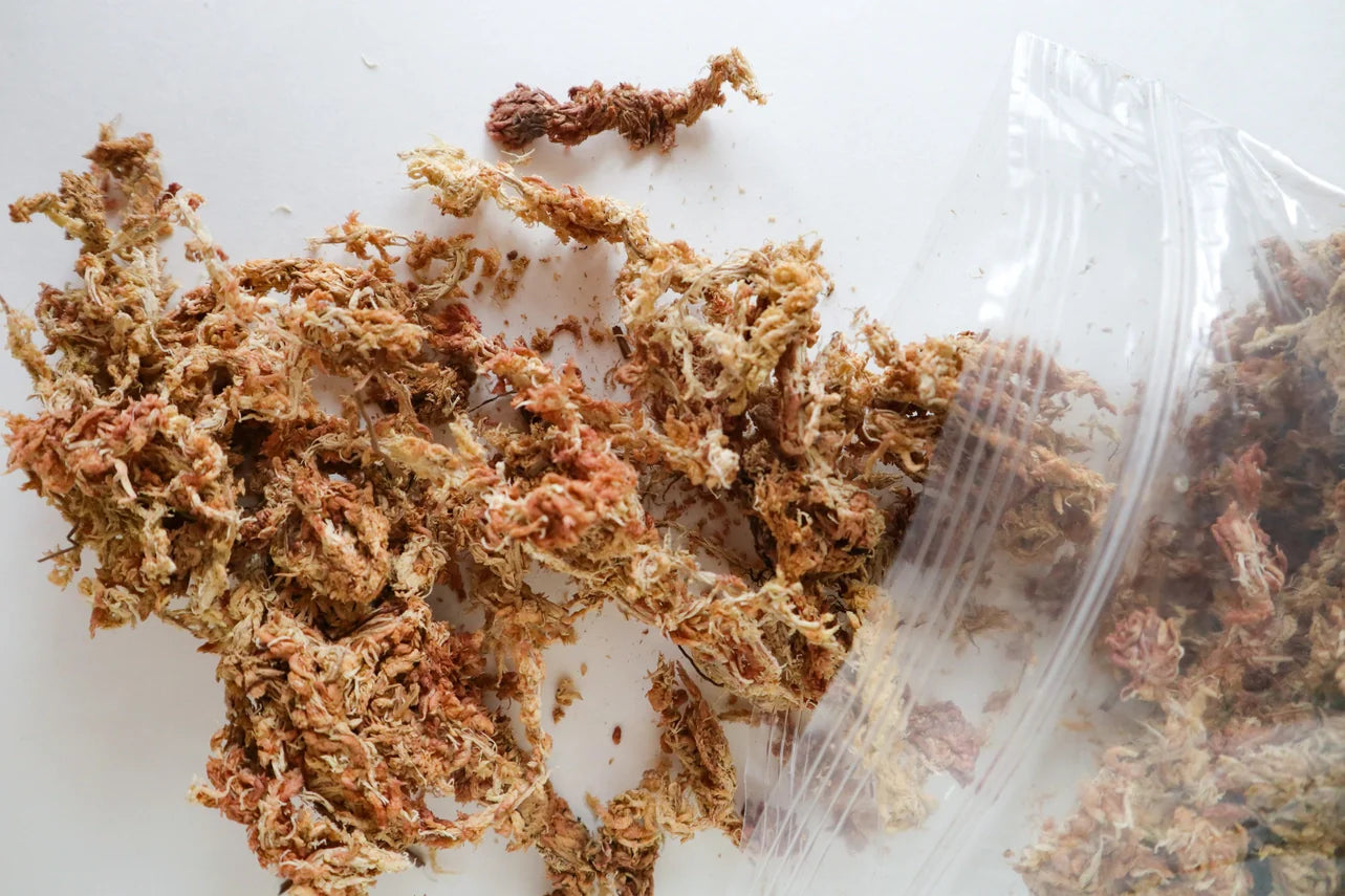 Sphagnum Moss | Moss For Plants, Orchids, Propagation