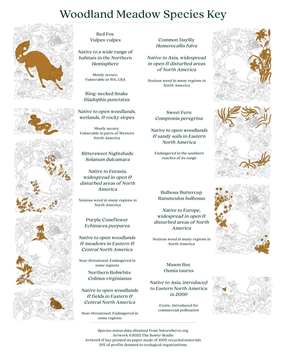 Woodland Meadow Print
