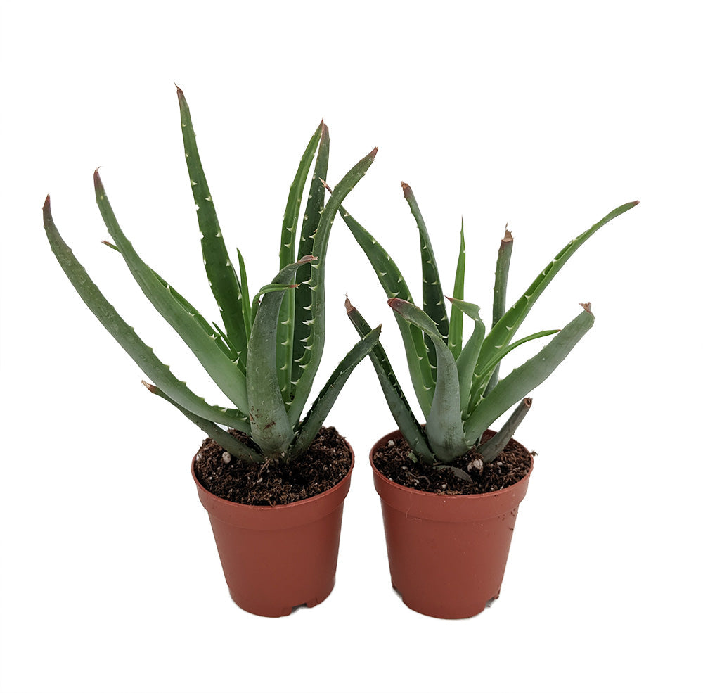 Aloe Hedgehog