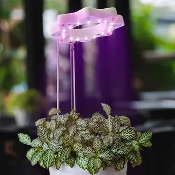 Seed N Sprout Bloomie Indoor Grow Light