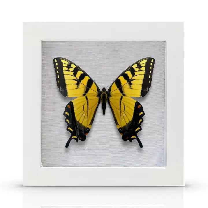 Real Framed Butterfly, 6x6x1 Inch