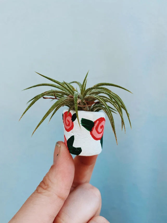 Air Plant + Mini Planter