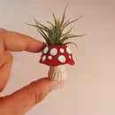 Air Plant + Mini Planter