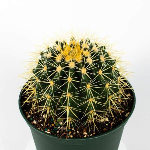 Barrel Cactus (Echinocactus grusonii)