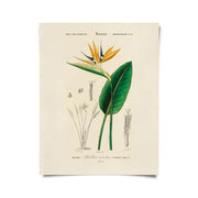 Vintage Botanical Birds of Paradise Print