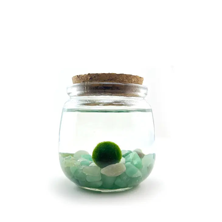 Moss Ball - Medium