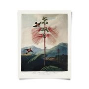 Vintage Botanical Flower & Hummingbird Print