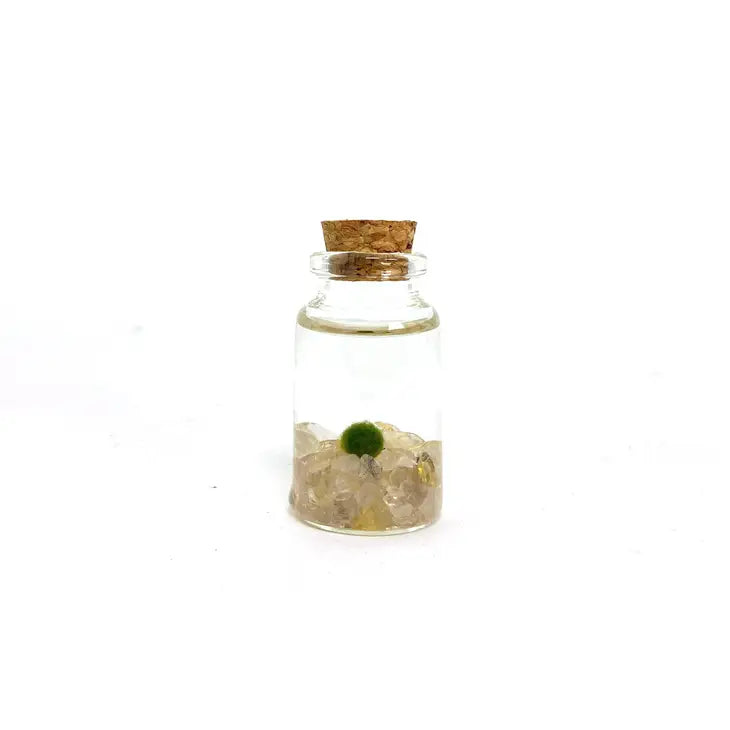 Moss Ball - Tiny