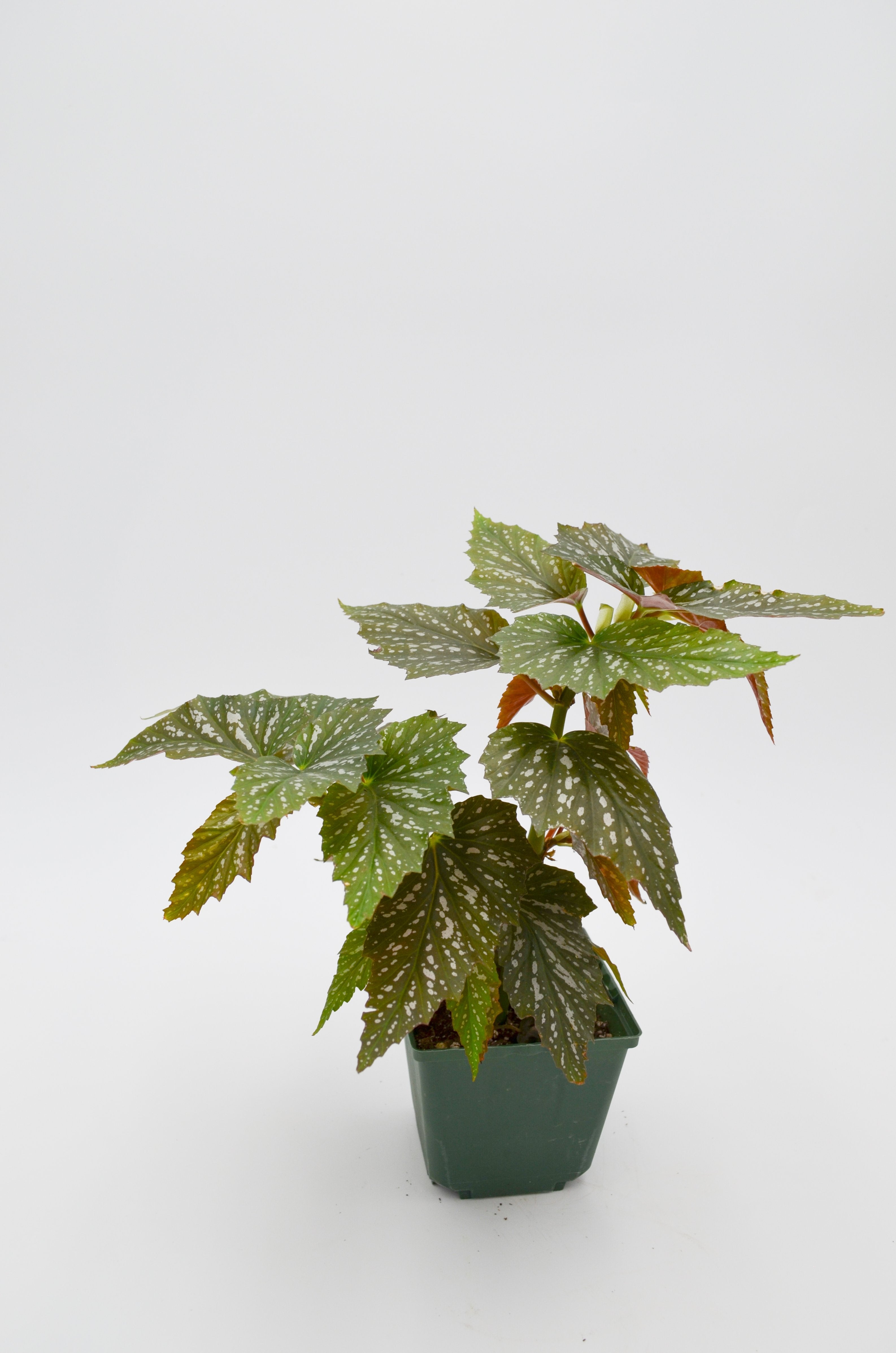 Angel Wing Begonia (Begonia Argenteo-guttata)