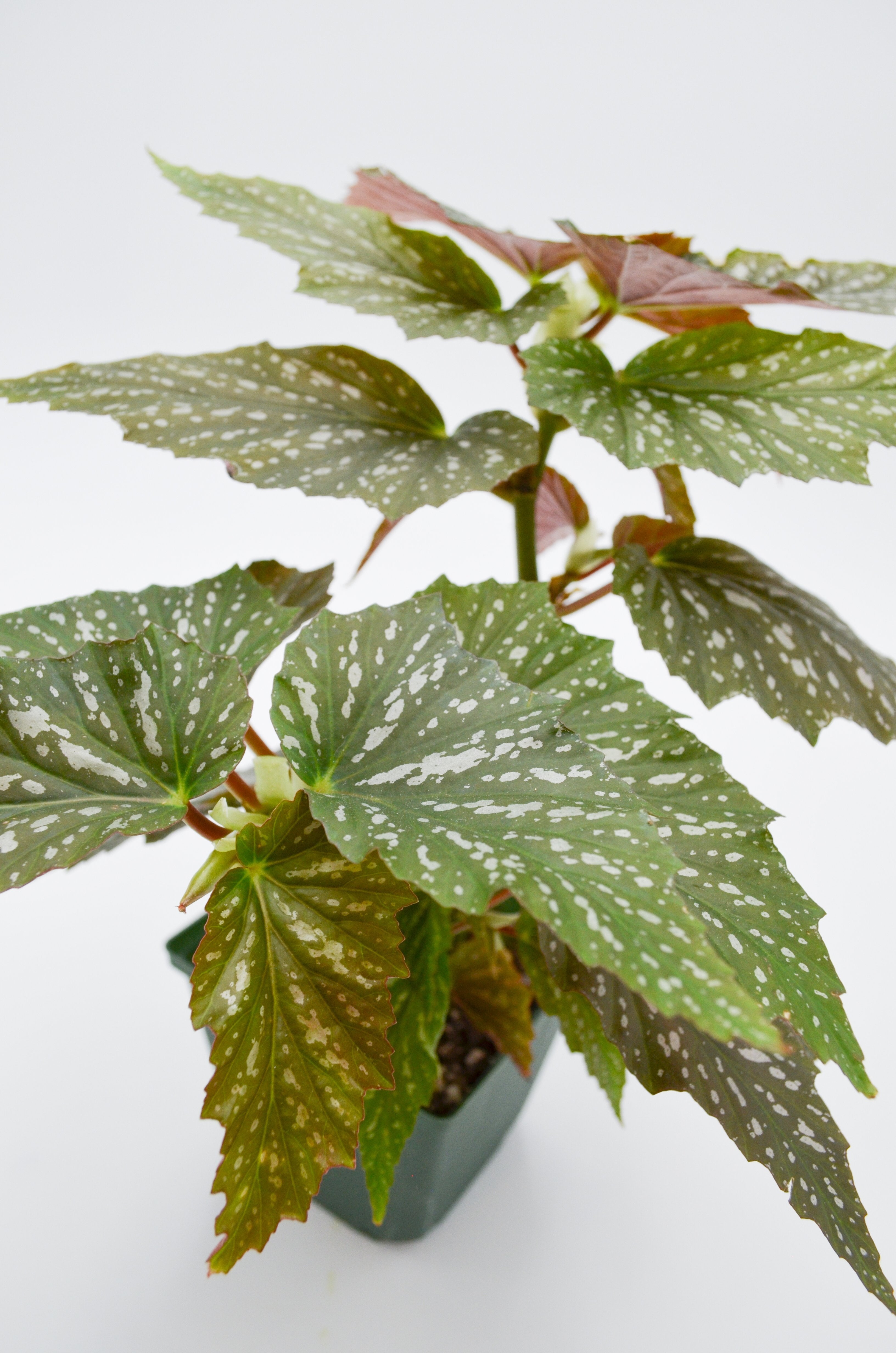 Angel Wing Begonia (Begonia Argenteo-guttata)
