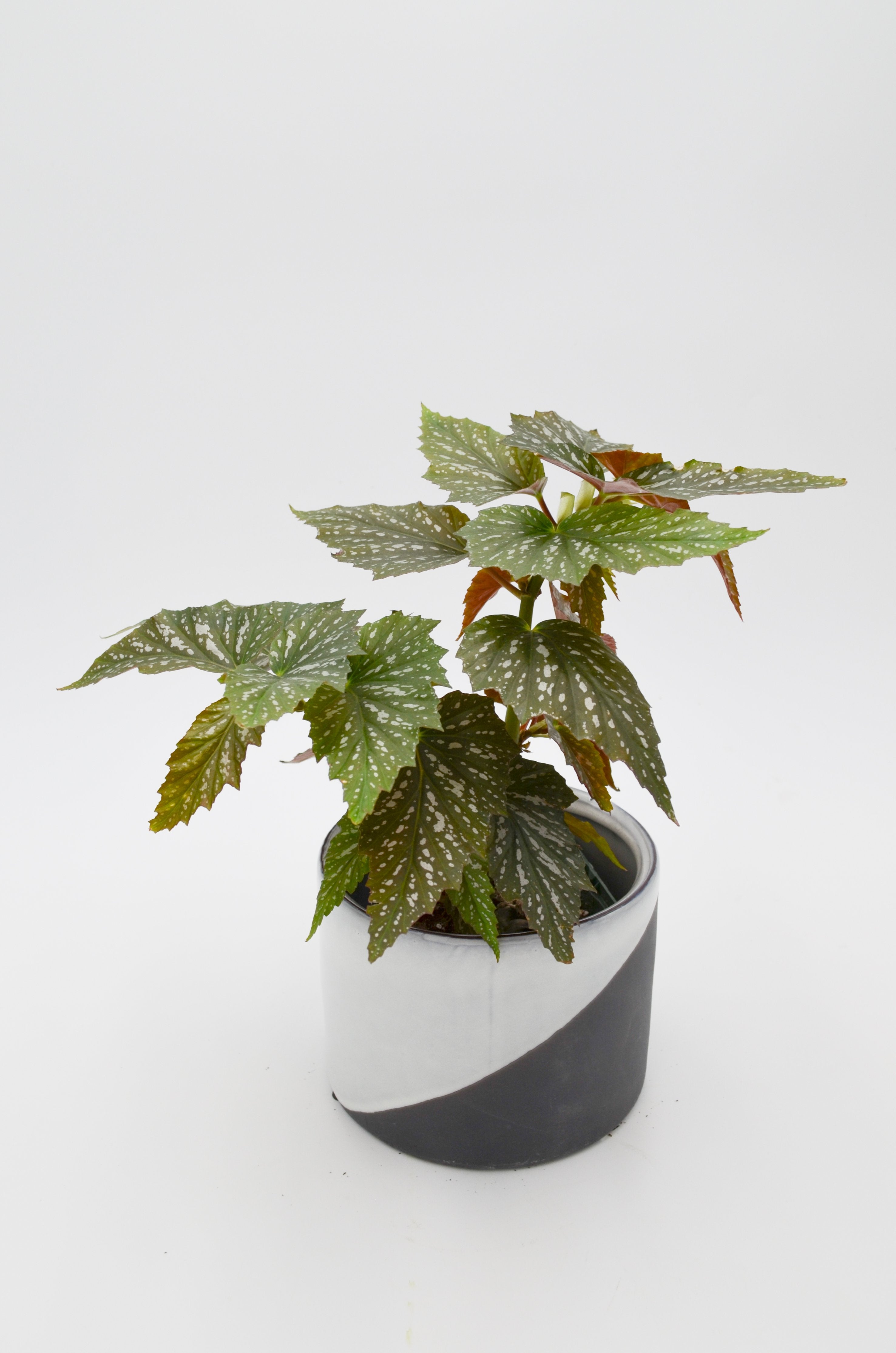 Angel Wing Begonia (Begonia Argenteo-guttata)