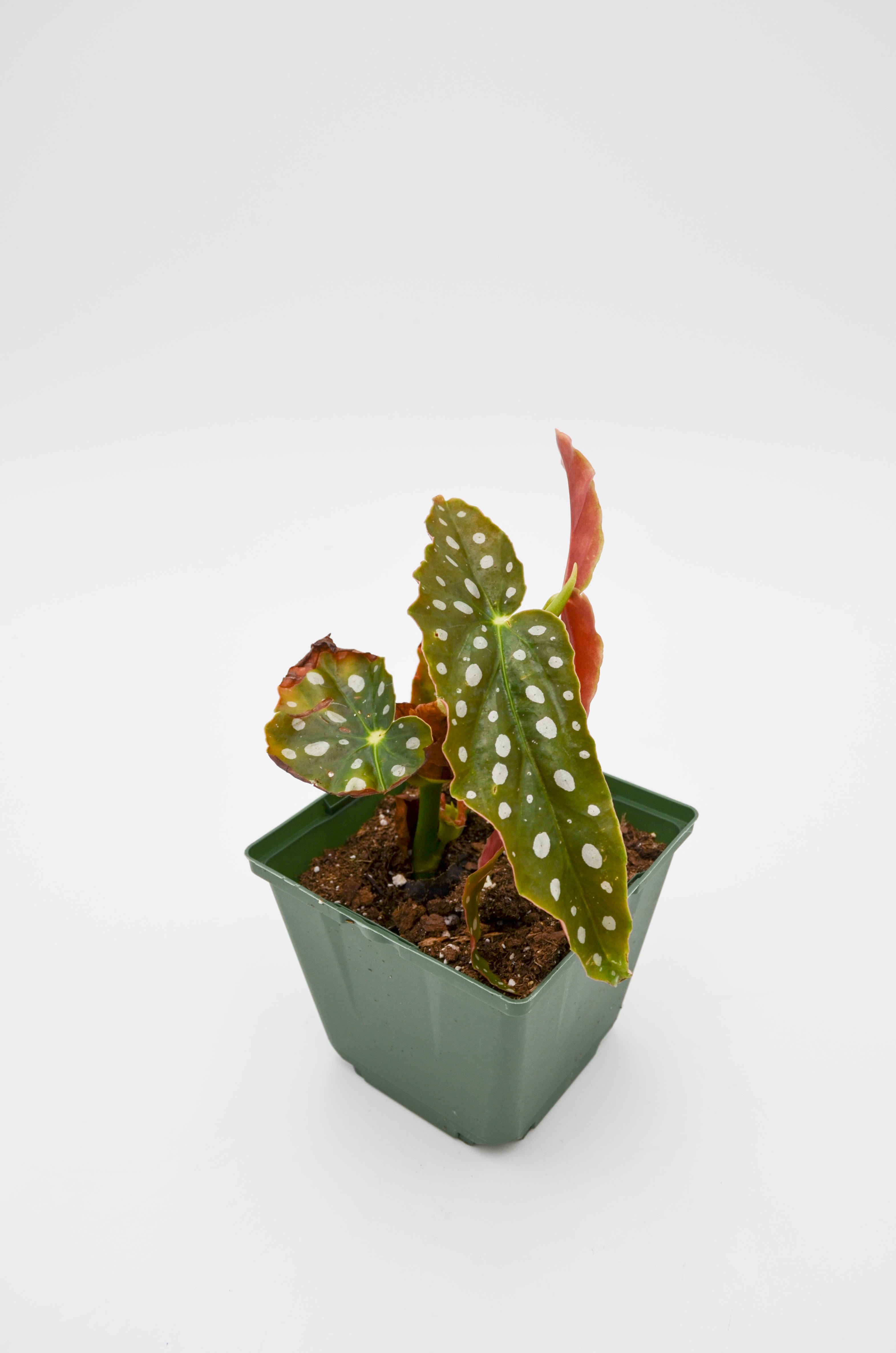 Polka Dot Begonia (Begonia maculata) 'Double Dot'