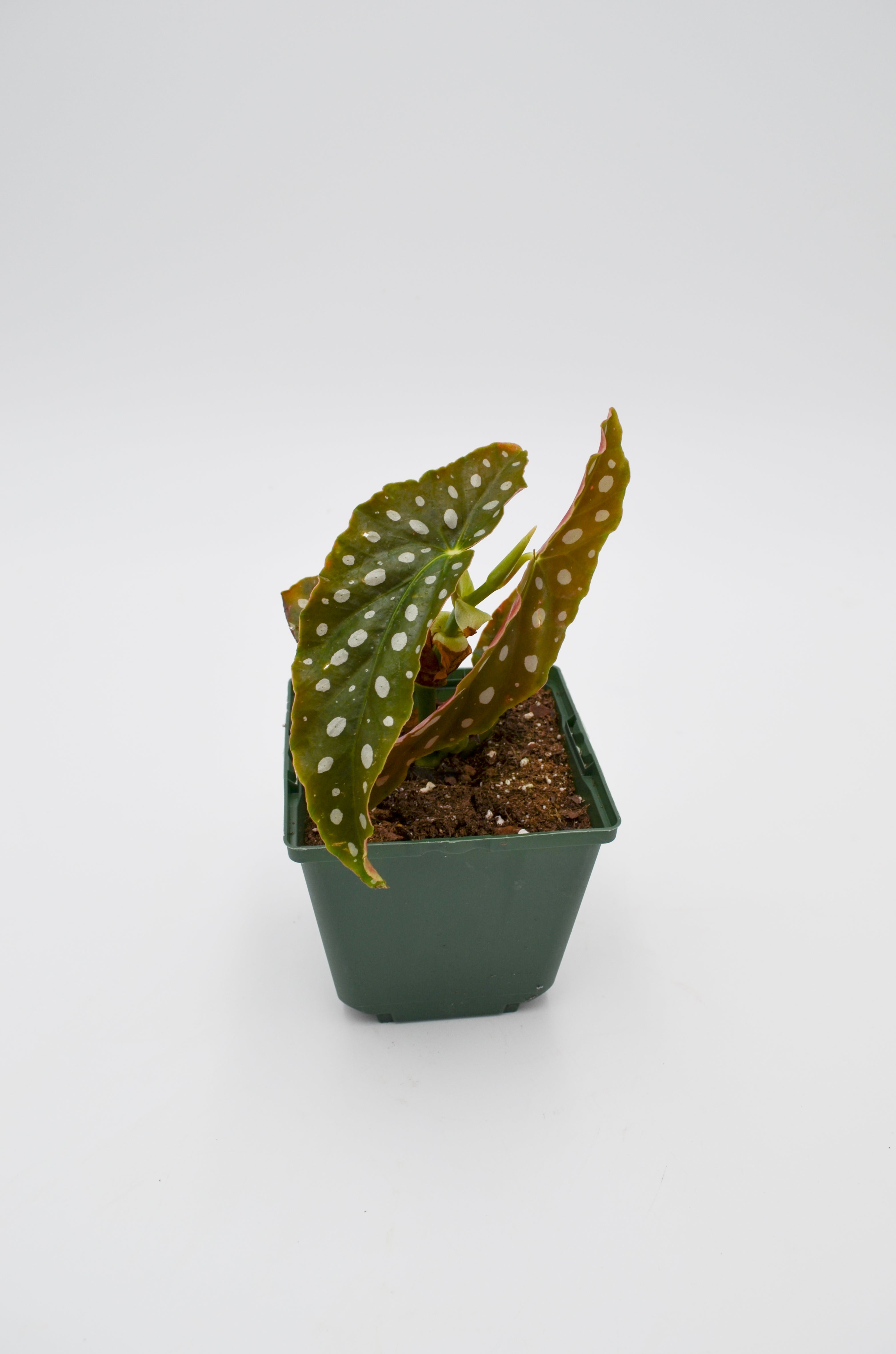 Polka Dot Begonia (Begonia maculata) 'Double Dot'
