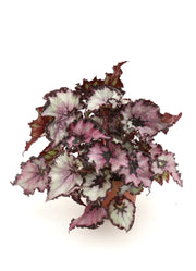 Rex Begonia "Sardana"