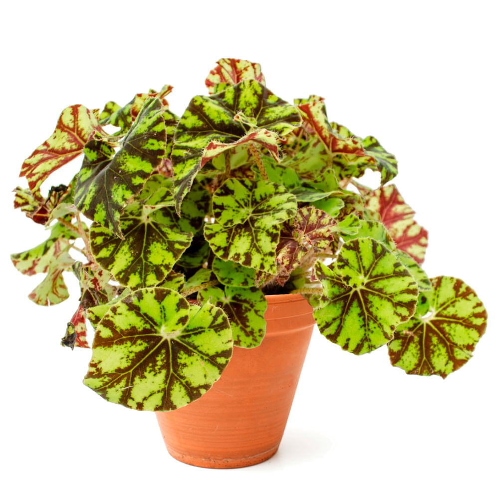 Rex Begonia Zumba