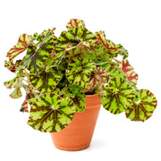 Rex Begonia Zumba