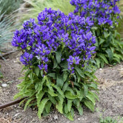 Bellflowers (Campanula)