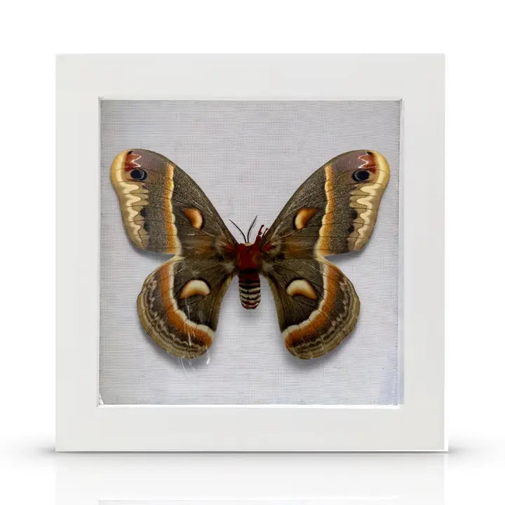 Real Framed Butterfly, 6x6x1 Inch