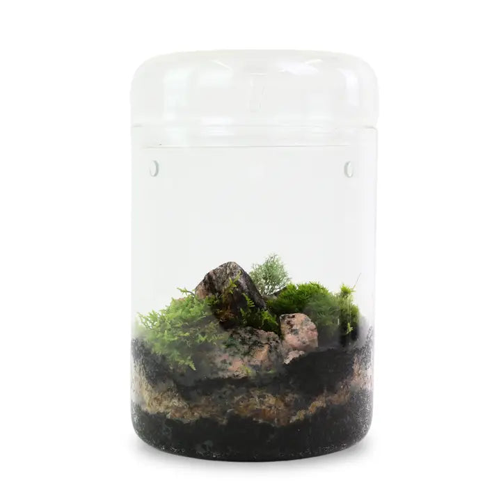 Revita-Moss Mixed Pack – 4 Species of Live / Dormant Moss