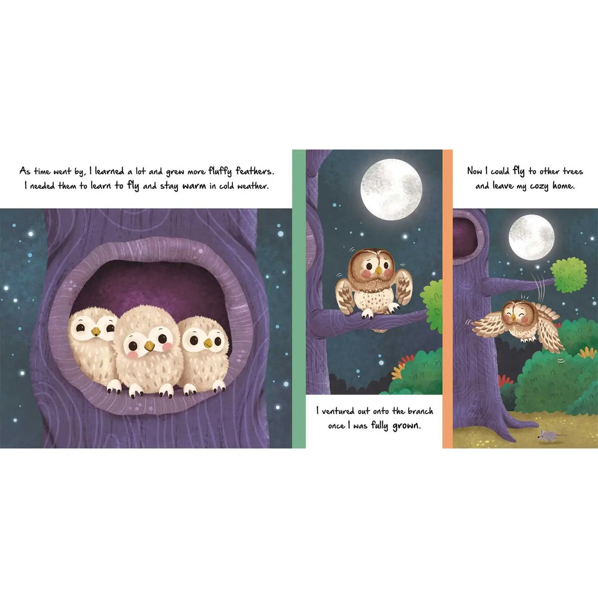 Little Owl | Board Book