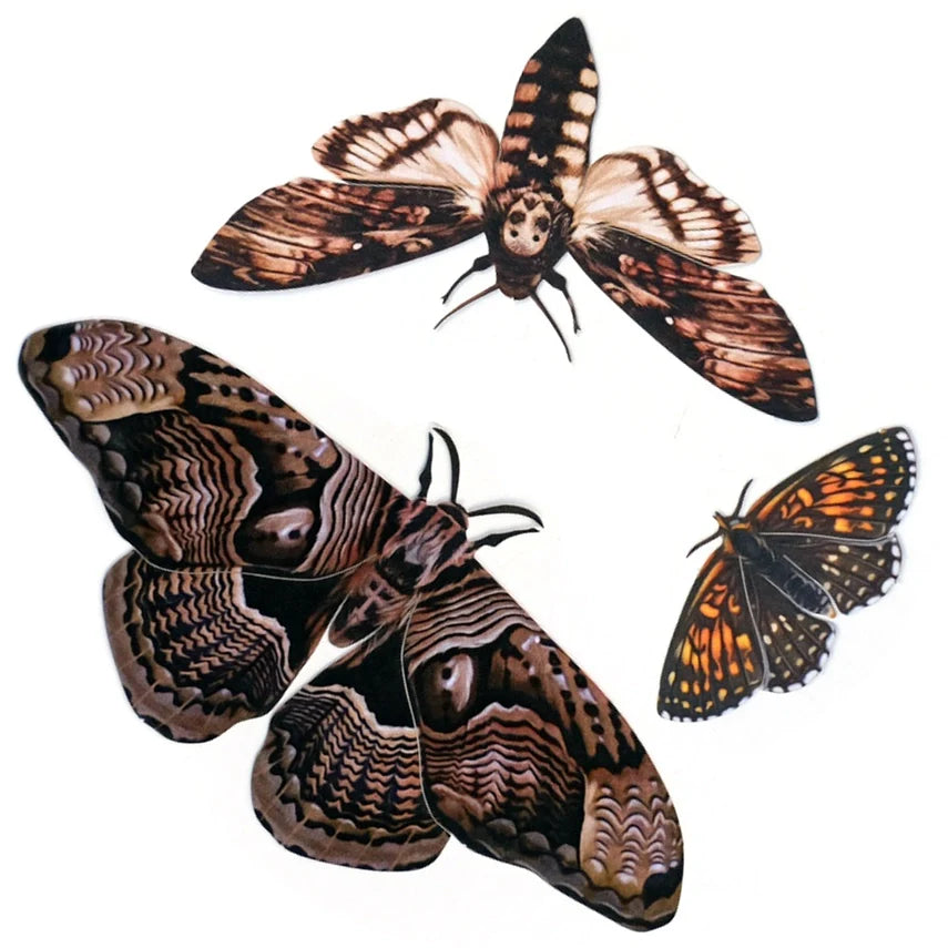 Fine Paper Specimens