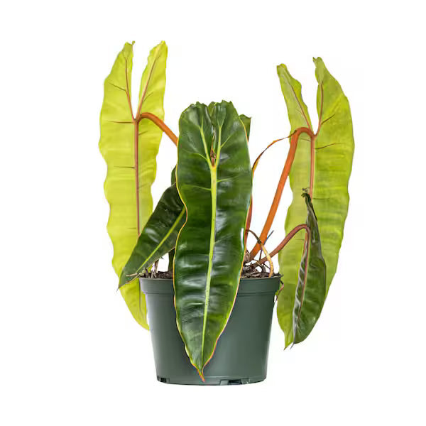 Philodendron 'Billietiae'