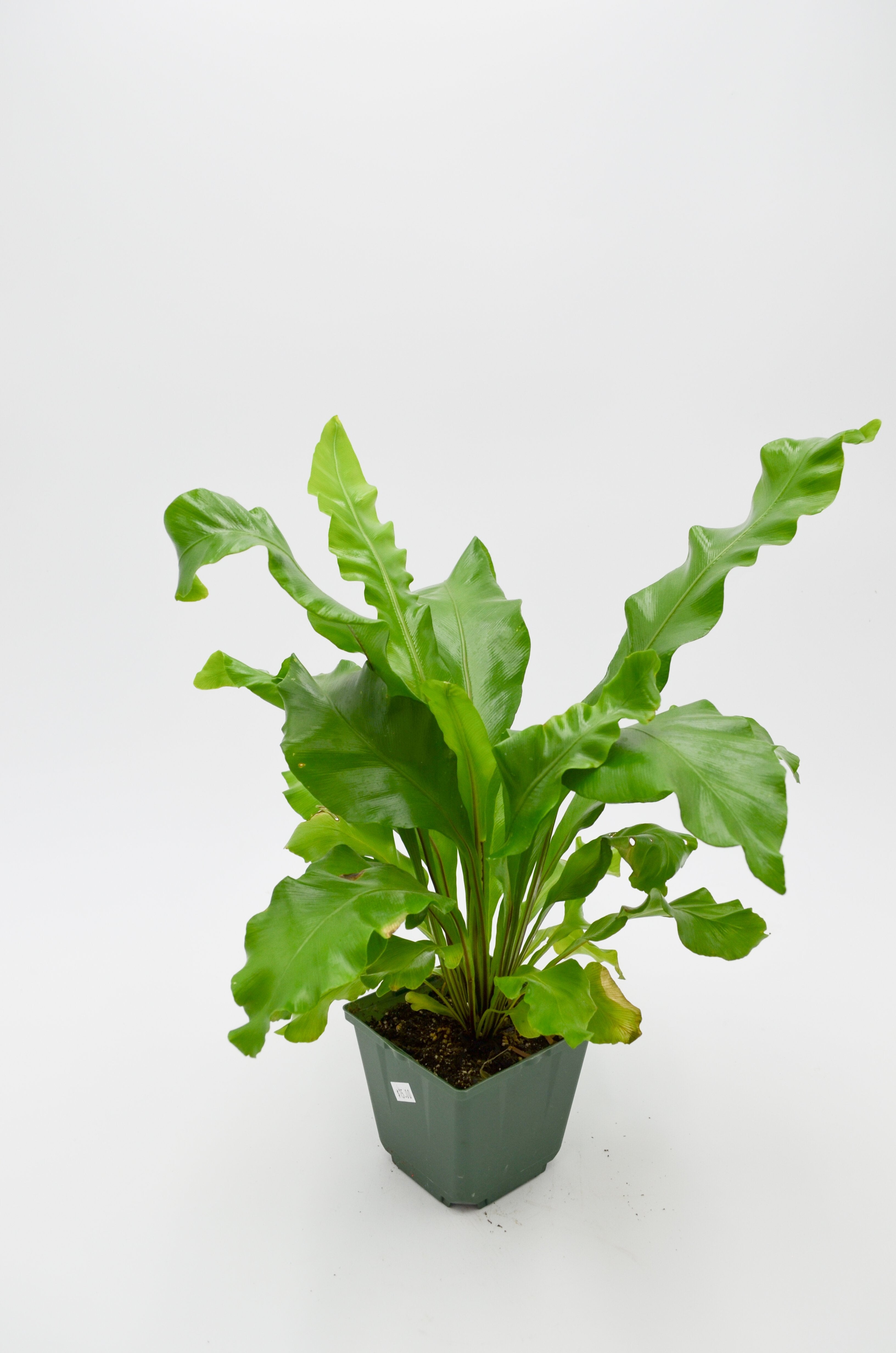 Bird's Nest Fern (Asplenium nidus)