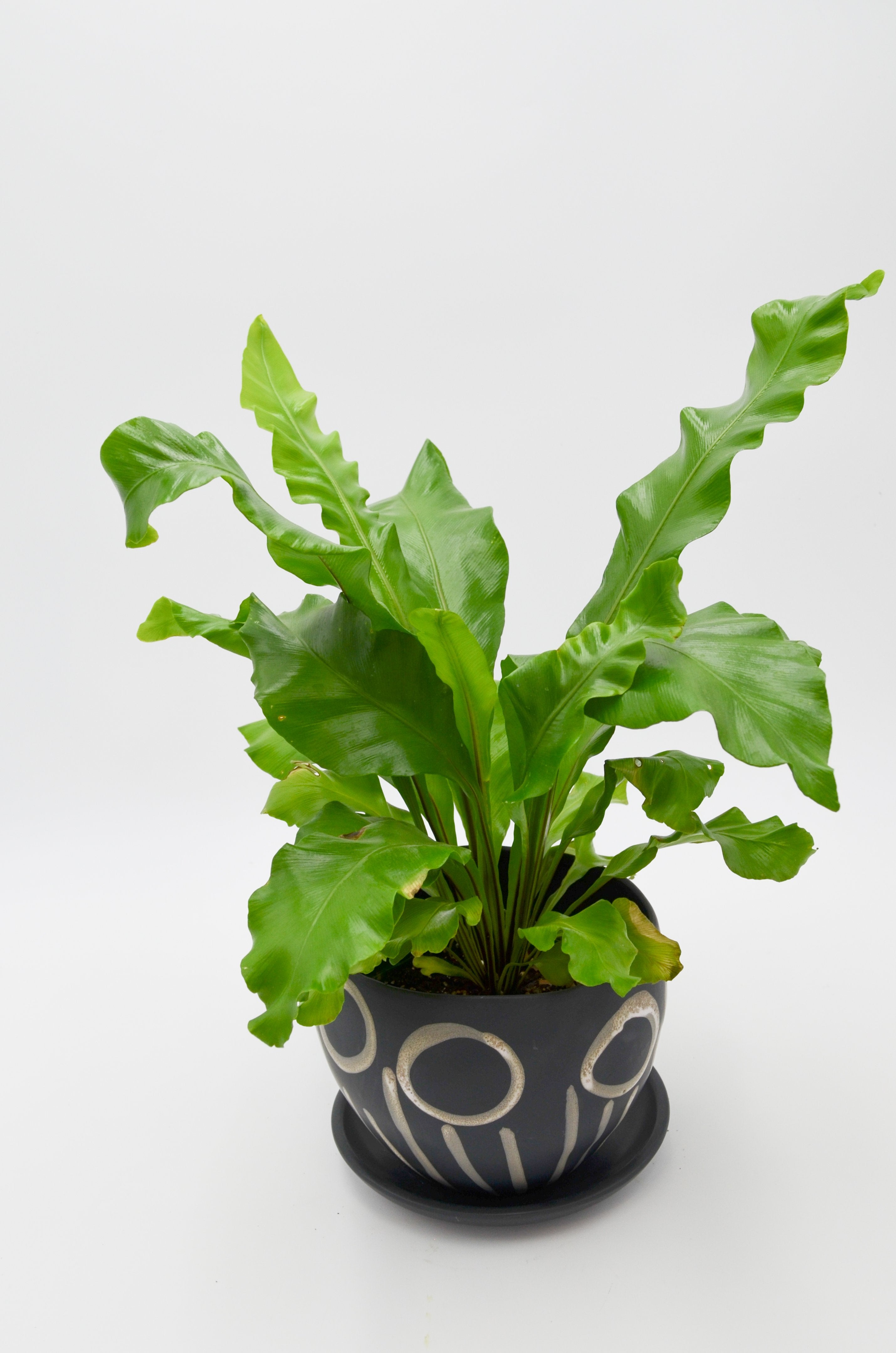 Bird's Nest Fern (Asplenium nidus)