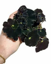 Rex Begonia 'Black Mamba'