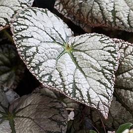 Rex Begonia "Silver Lace"