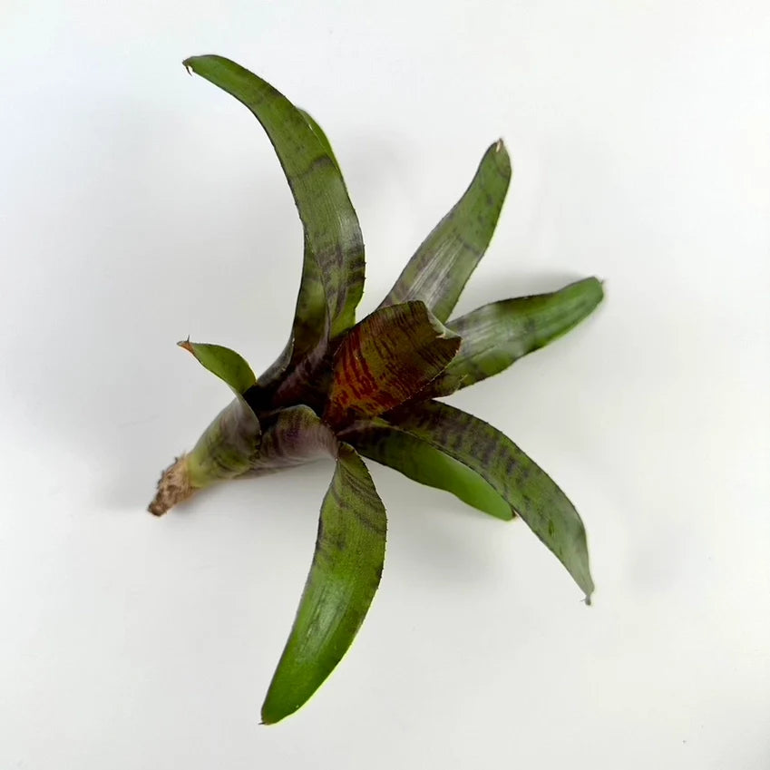Air Plants