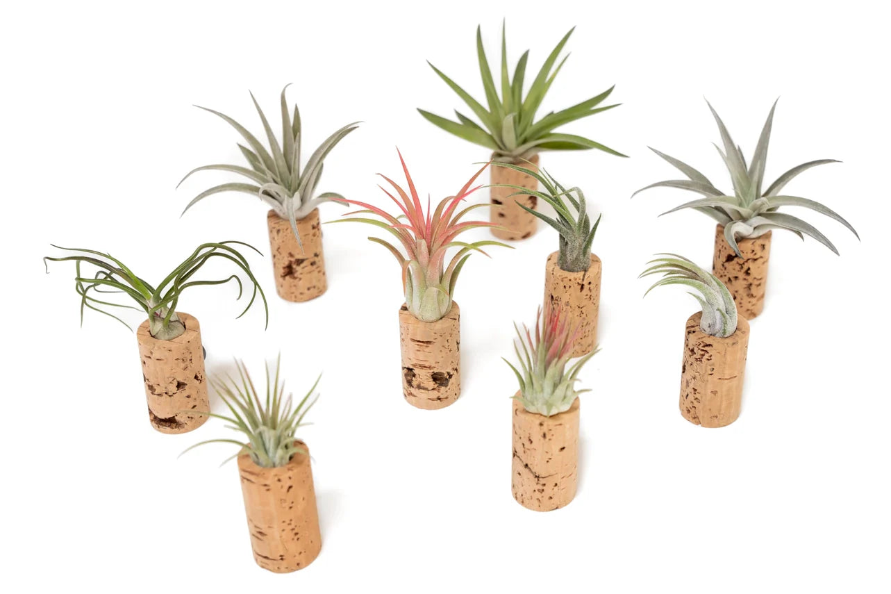 Wine Cork Magnet with Air Plant