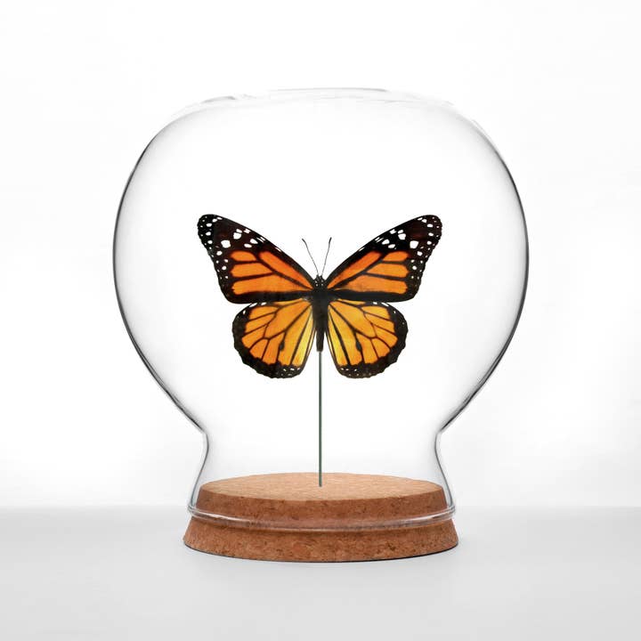 Butterfly Globes