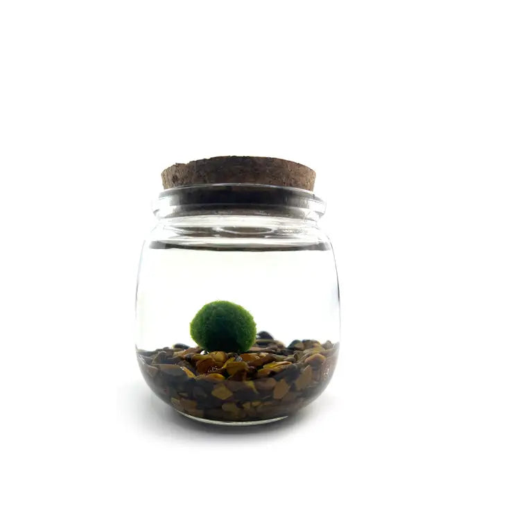 Moss Ball - Medium