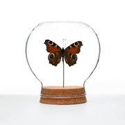 Butterfly Globes