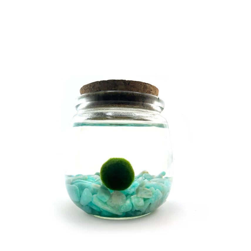 Moss Ball - Medium
