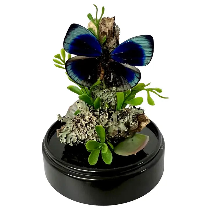 6X4 Inch Butterfly Dome Diorama