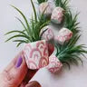 Air Plant + Mini Planter