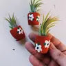 Air Plant + Mini Planter