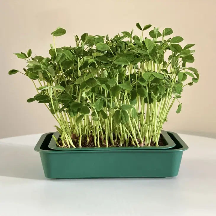 Windowsill Microgreens Planters