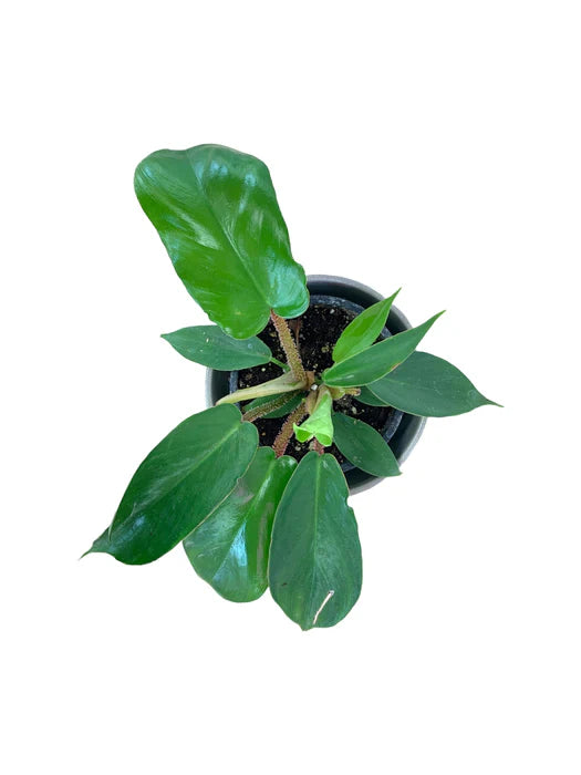 Philodendron squamiferum