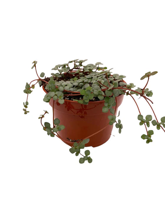 Pilea "Aquamarine"