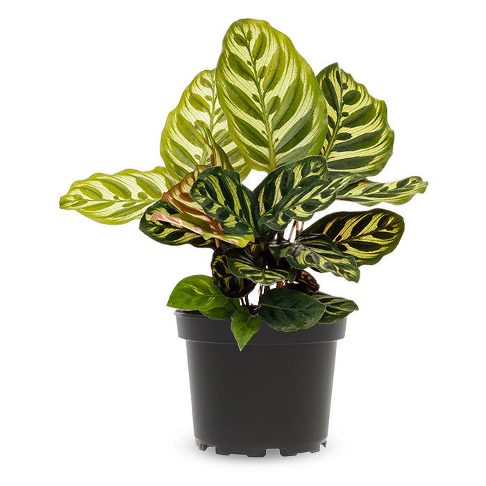 Calathea "Makoyana"