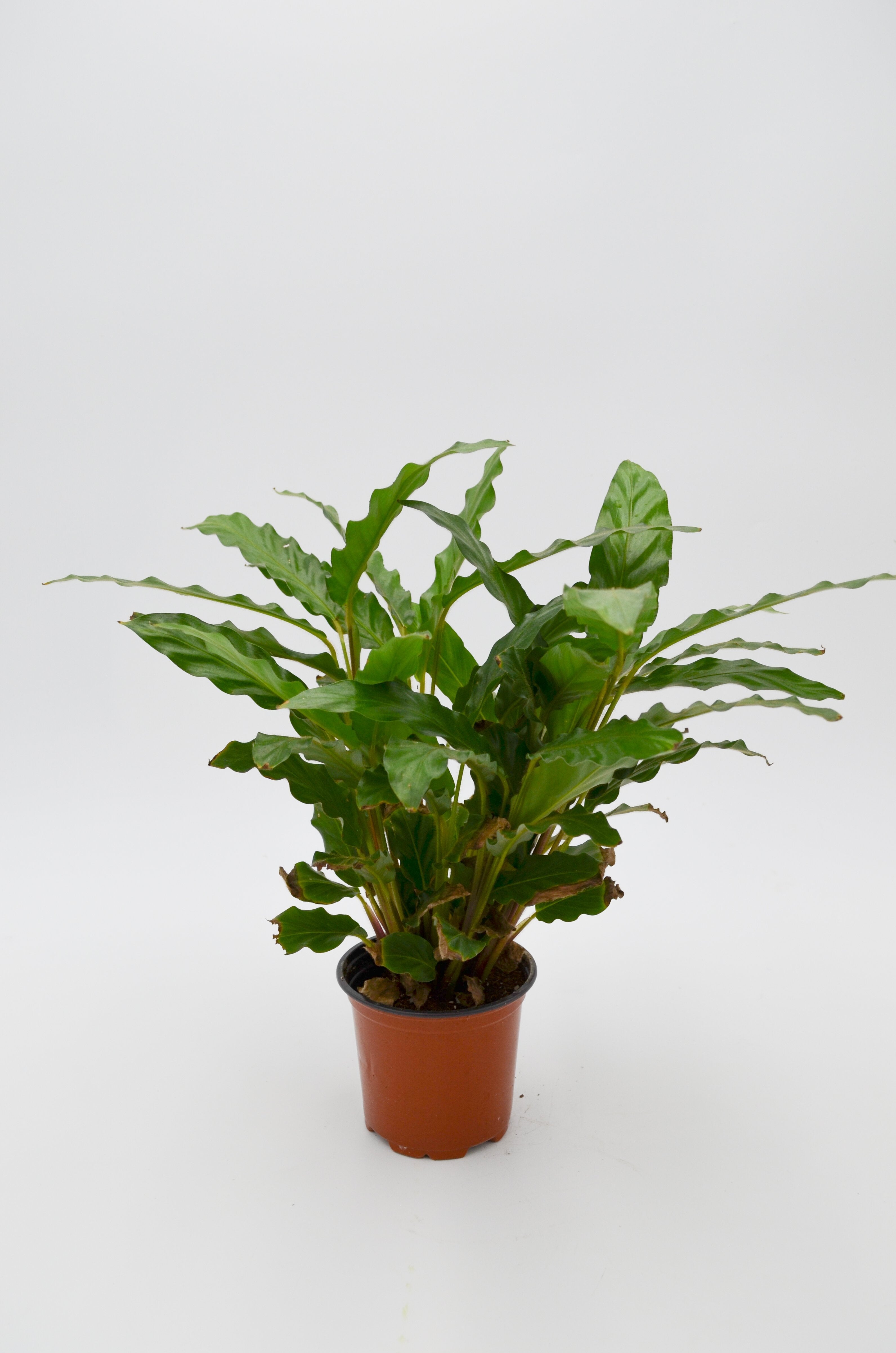 Calathea rufibarba